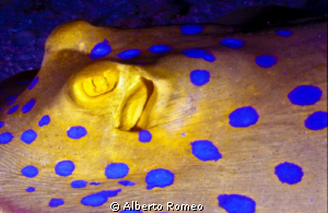 Portrait of a Bluespotted Stigray by Alberto Romeo 